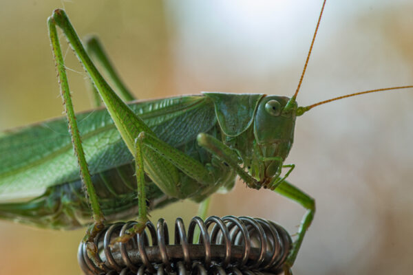 2025-08-21 - RE-Sidenzia auf'm BallKong