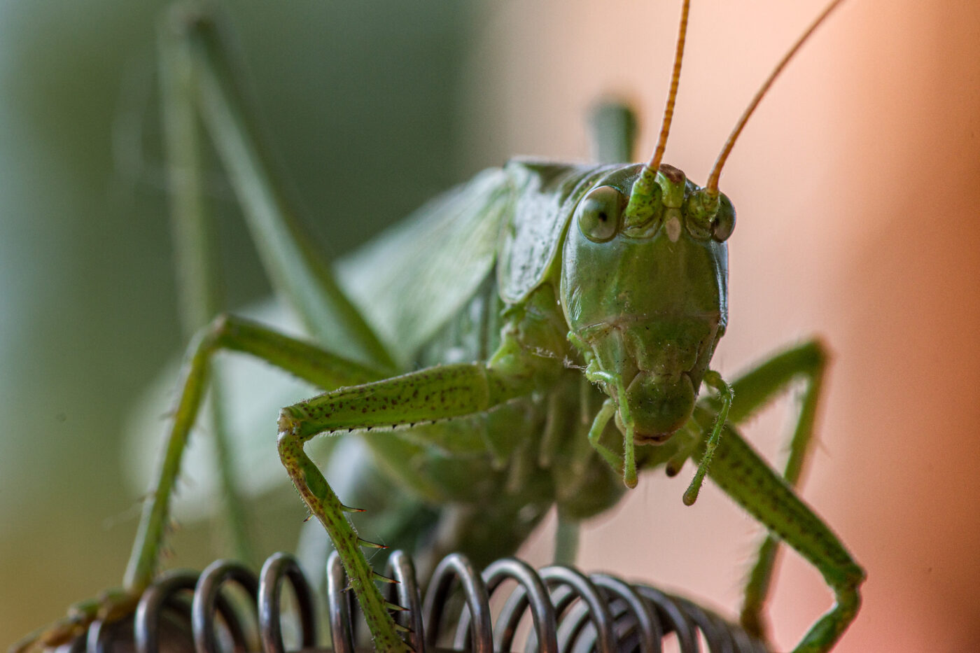 2025-08-21 - RE-Sidenzia auf'm BallKong