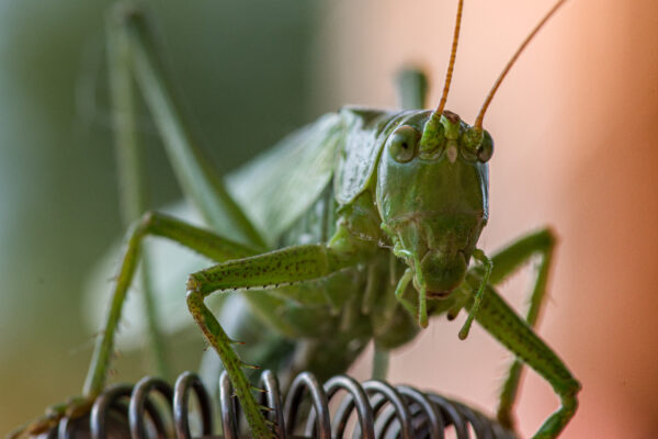 2025-08-21 - RE-Sidenzia auf'm BallKong