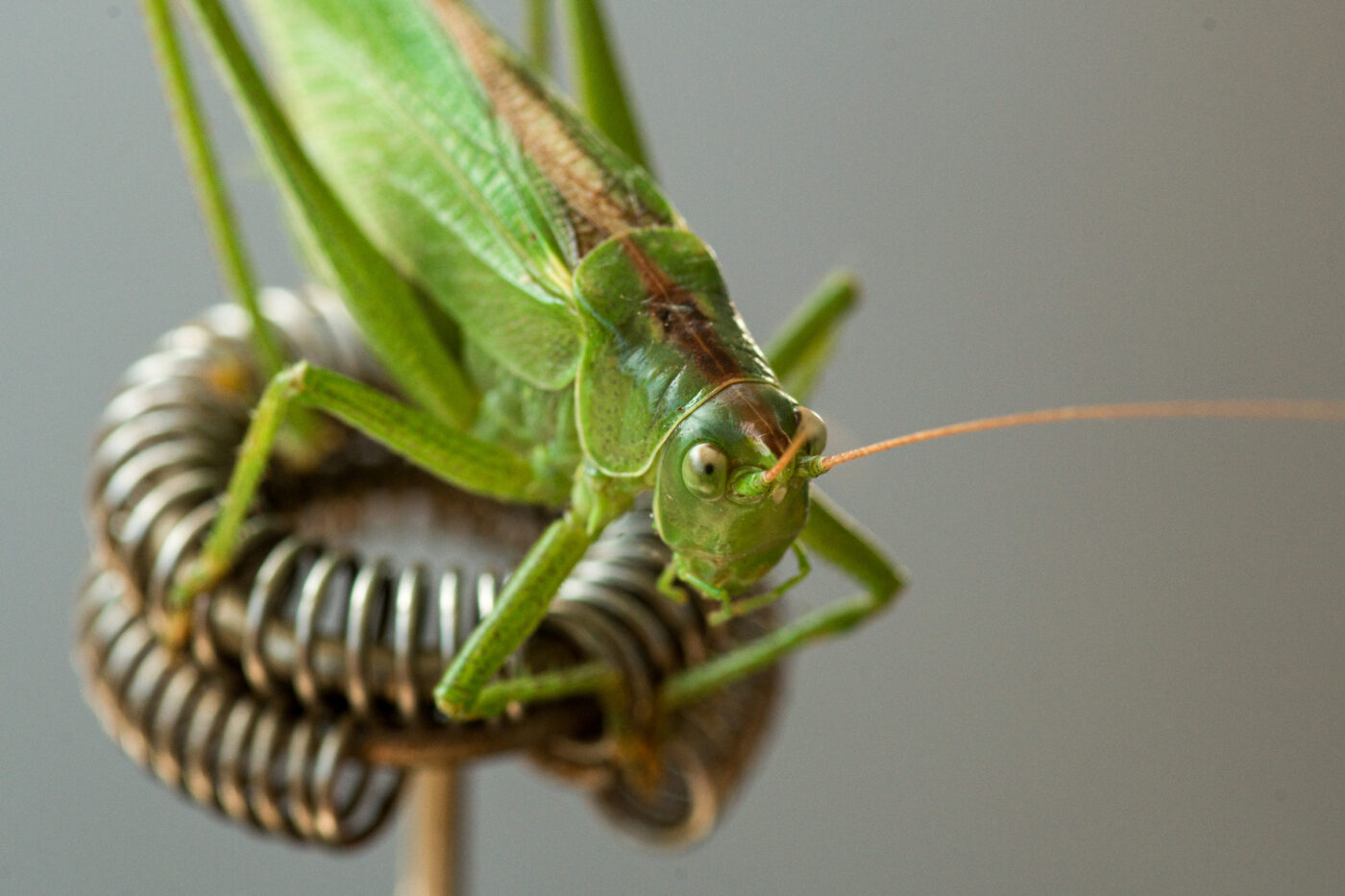 2025-08-21 - RE-Sidenzia auf'm BallKong