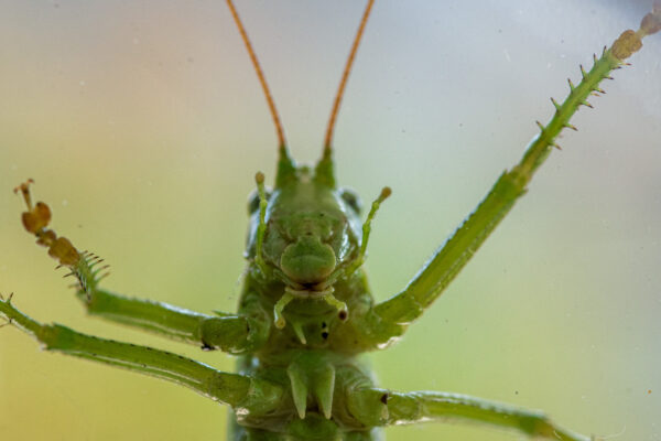 2025-08-21 - RE-Sidenzia auf'm BallKong