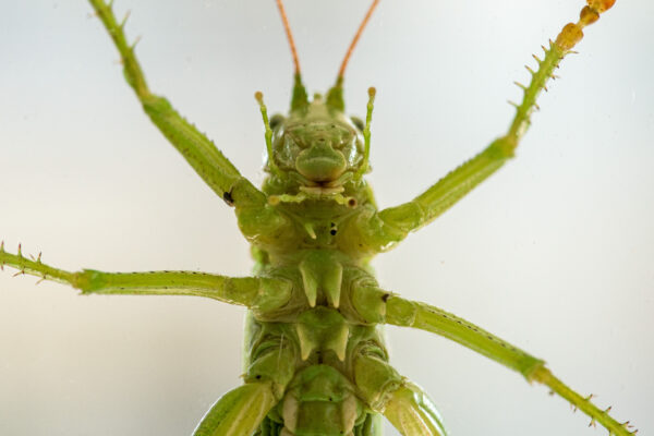 2025-08-21 - RE-Sidenzia auf'm BallKong