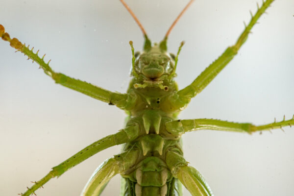 2025-08-21 - RE-Sidenzia auf'm BallKong