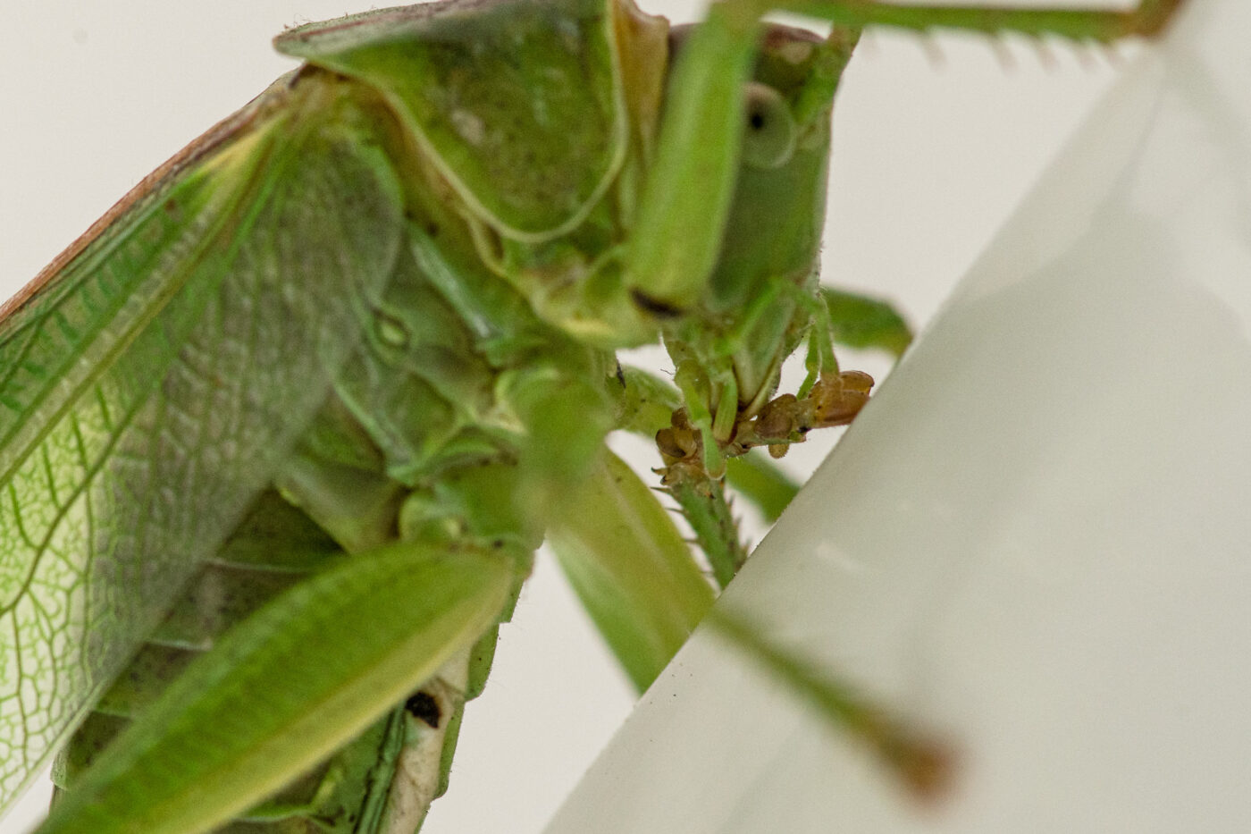 2025-08-21 - RE-Sidenzia auf'm BallKong