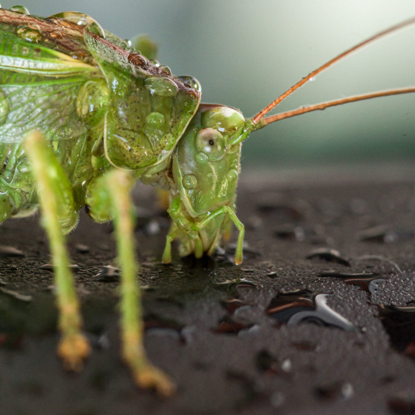 2025-08-21 - RE-Sidenzia auf'm BallKong