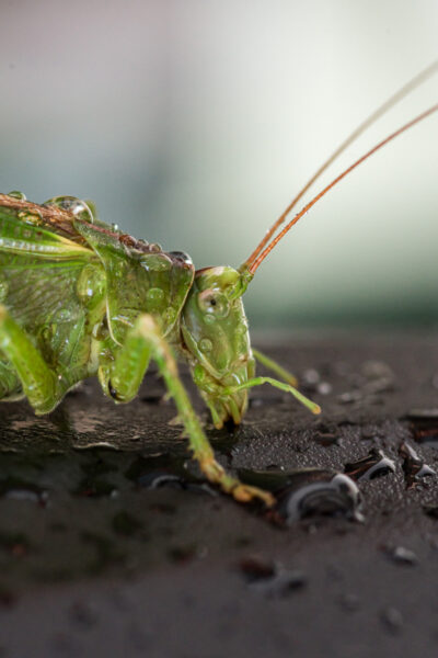 2025-08-21 - RE-Sidenzia auf'm BallKong