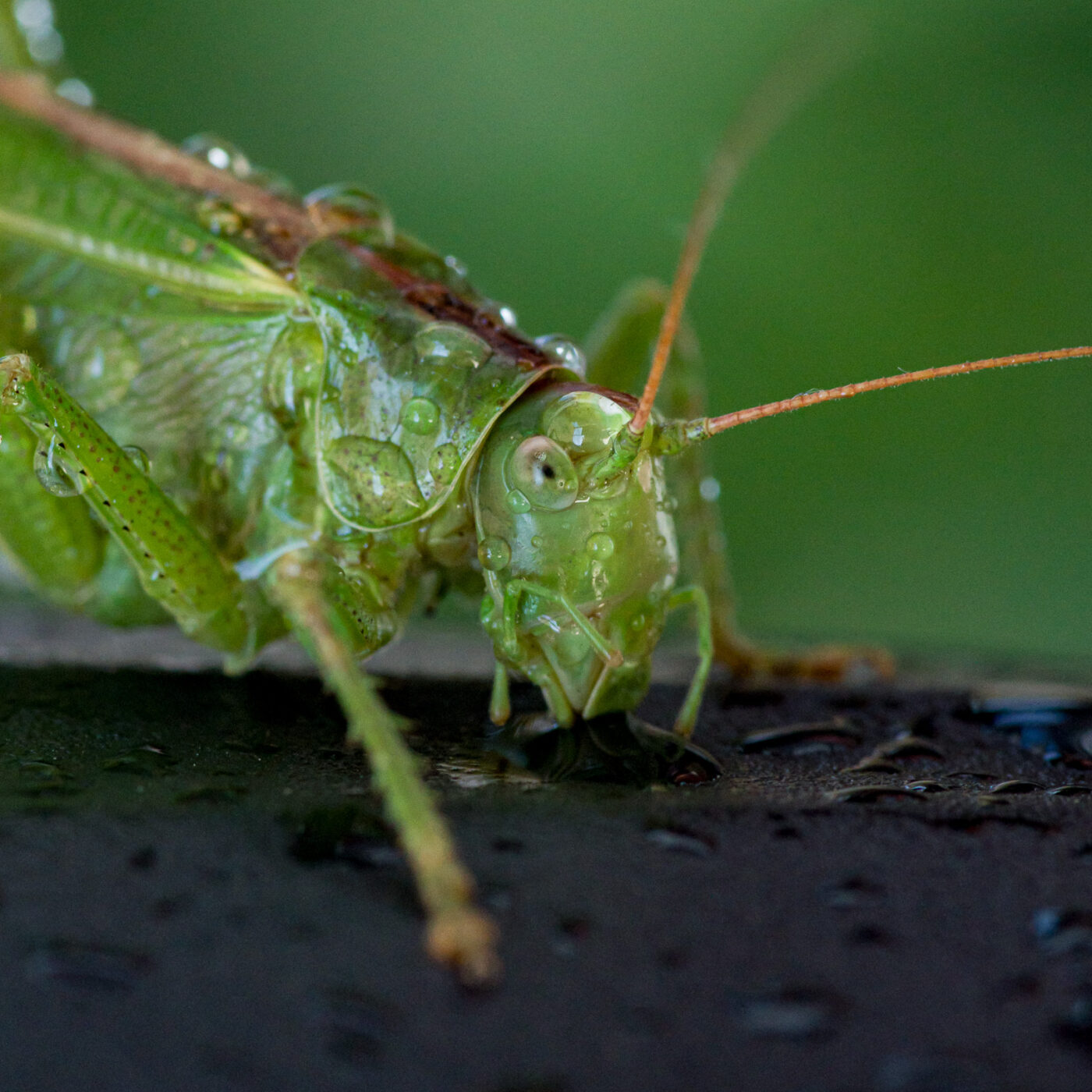 2025-08-21 - RE-Sidenzia auf'm BallKong