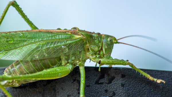 2025-08-21 - RE-Sidenzia auf'm BallKong