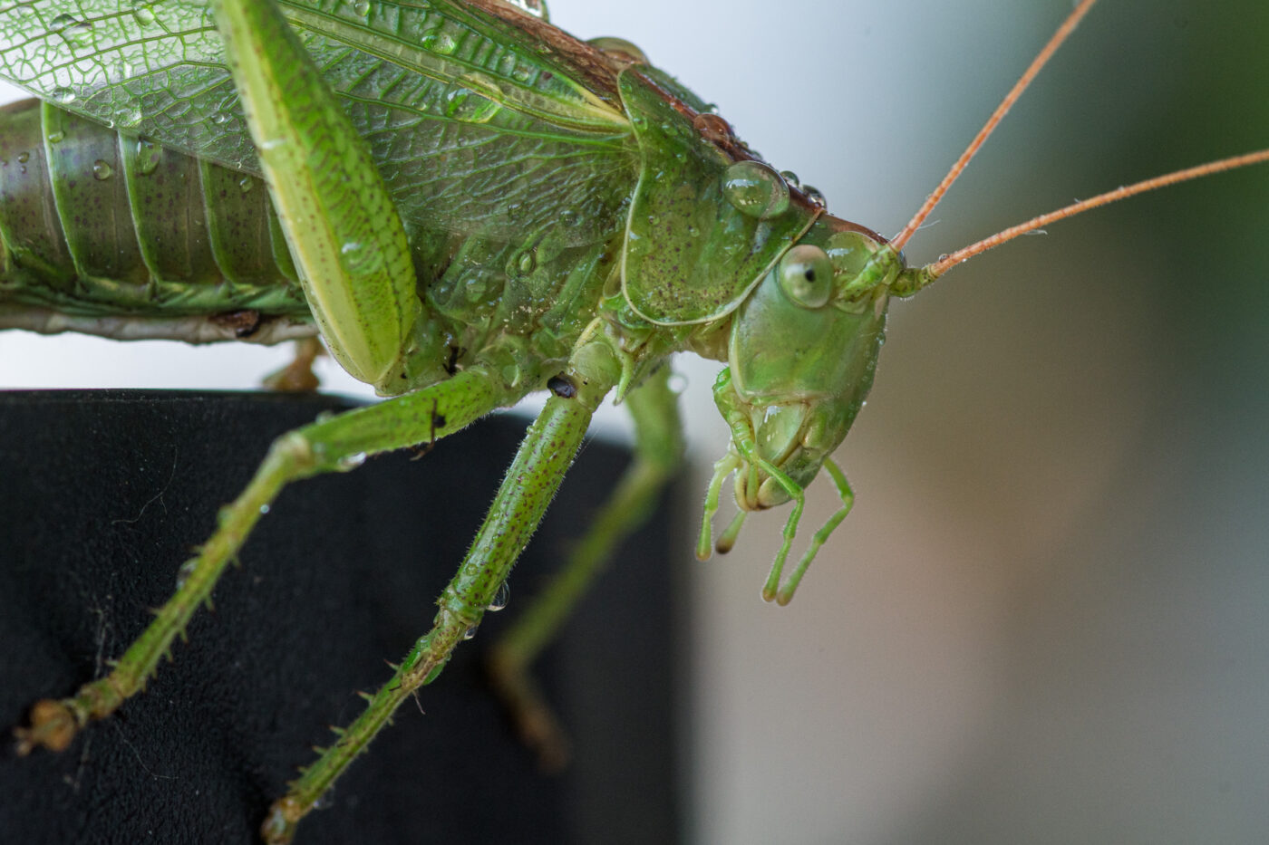 2025-08-21 - RE-Sidenzia auf'm BallKong