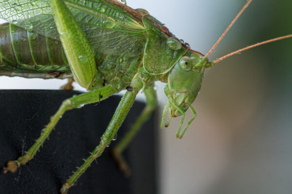 2025-08-21 - RE-Sidenzia auf'm BallKong