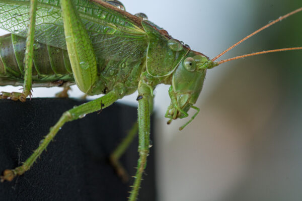 2025-08-21 - RE-Sidenzia auf'm BallKong