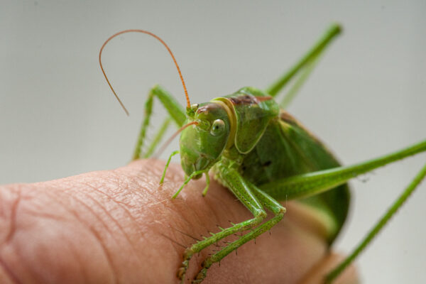 2025-08-21 - RE-Sidenzia auf'm BallKong