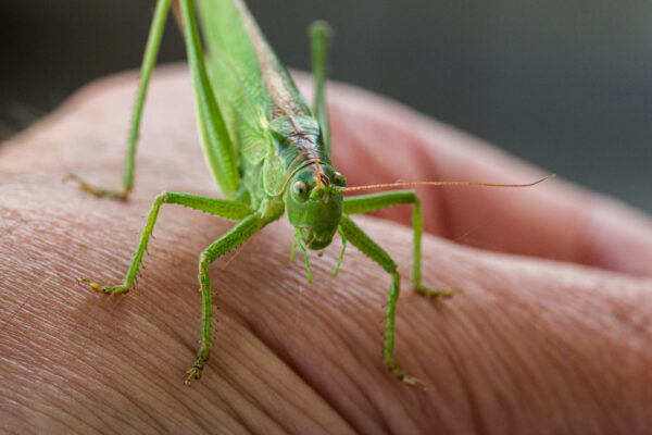 2025-08-21 - RE-Sidenzia auf'm BallKong