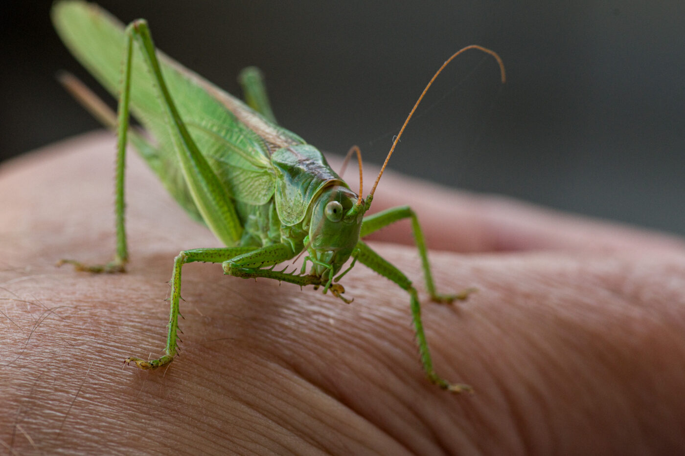2025-08-21 - RE-Sidenzia auf'm BallKong