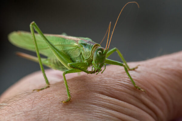 2025-08-21 - RE-Sidenzia auf'm BallKong