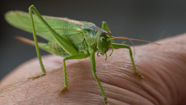 2025-08-21 - RE-Sidenzia auf'm BallKong