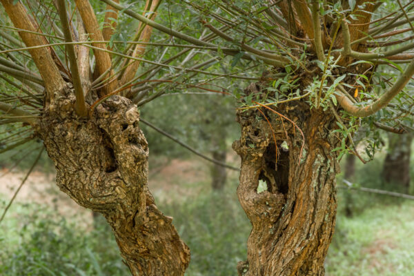 2025-08-26 - Gladbeck - Haus Wittringen