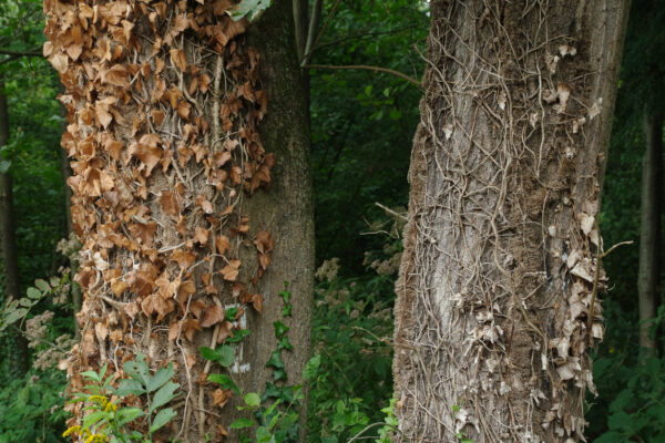 2025-08-26 - Gladbeck - Haus Wittringen