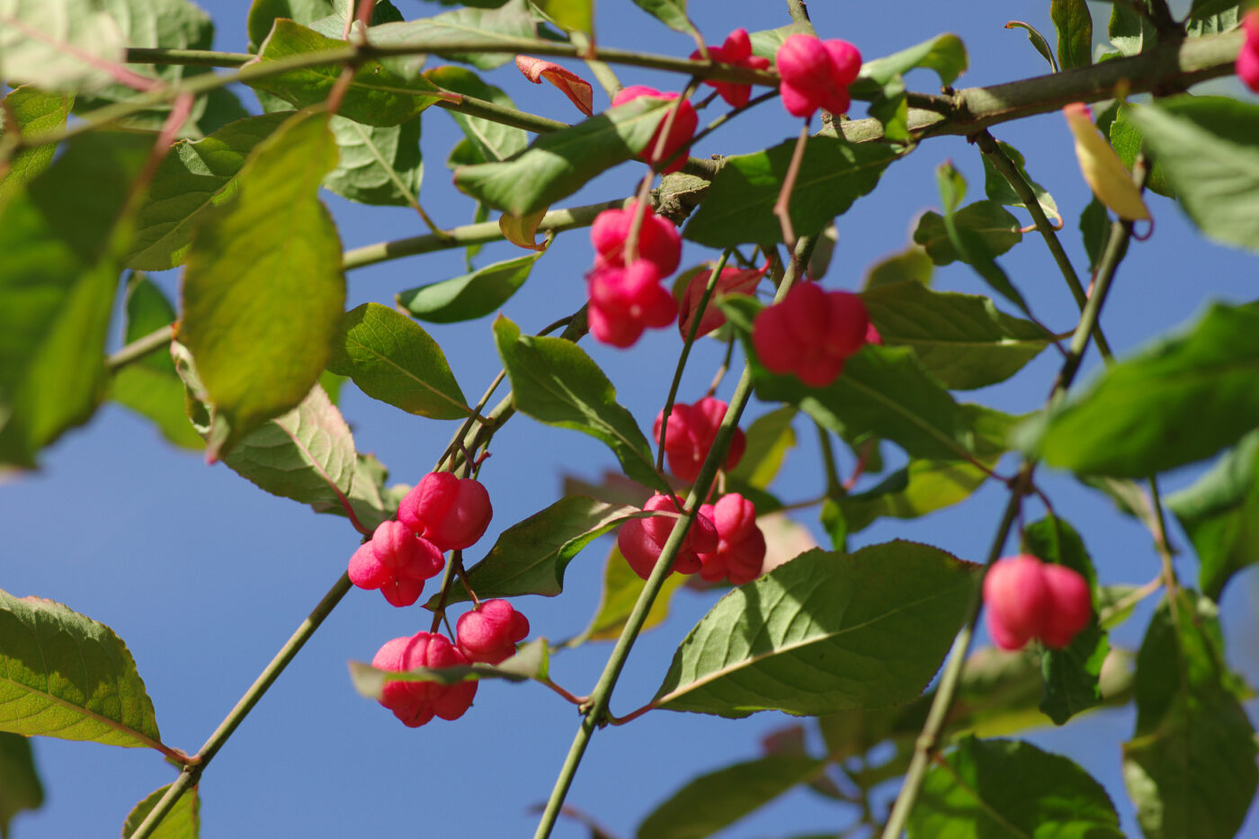 2025-09-07 - O-E - Waldpromenade an der Haard
