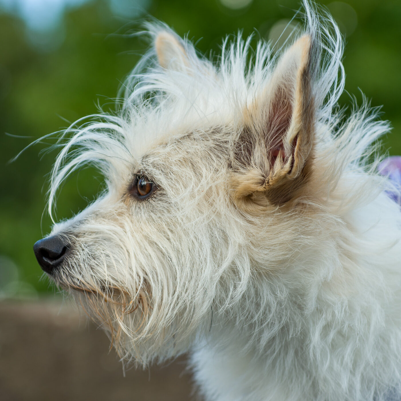 2025-09-14 - Schiffshebewerk Henrichenburg
