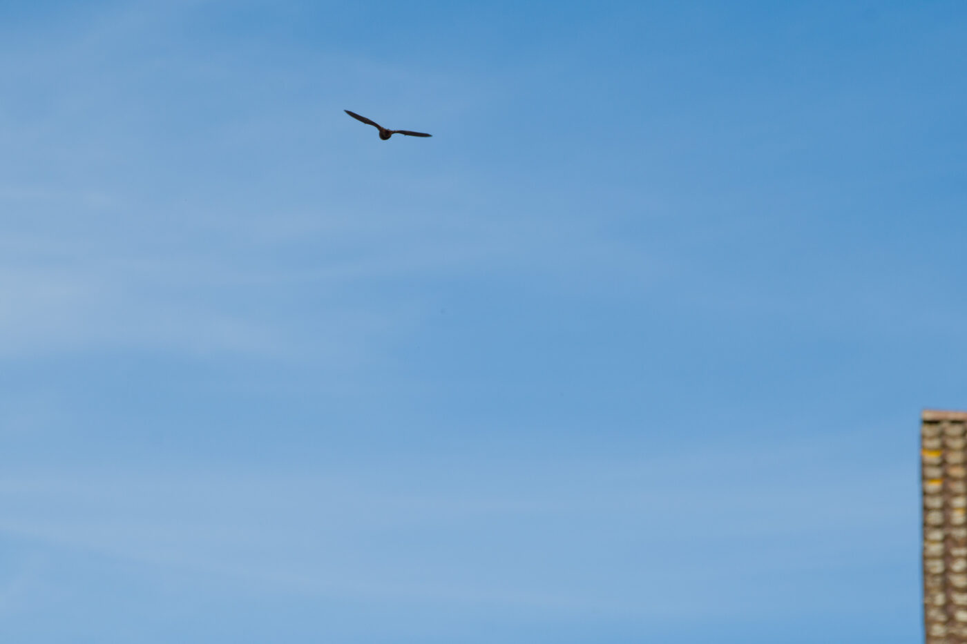 2025-09-19 - RE-Sidenzia auf'm BallKong