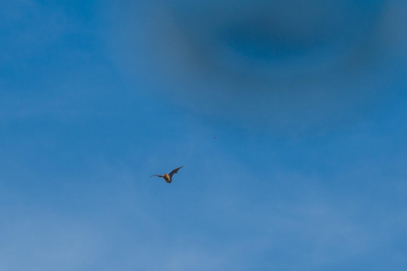 2025-09-19 - RE-Sidenzia auf'm BallKong