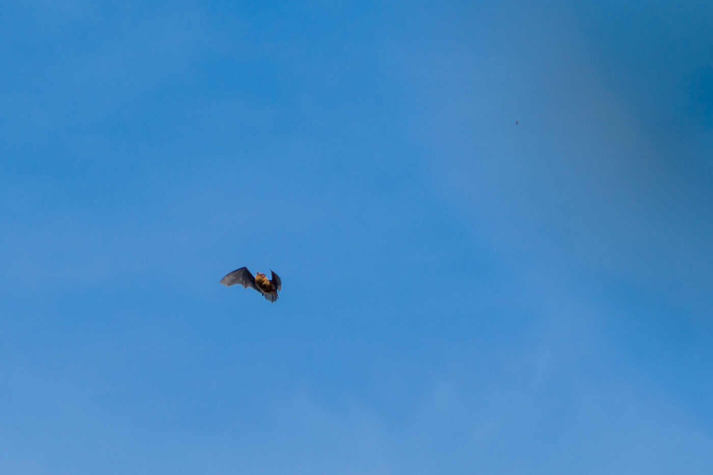 2025-09-19 - RE-Sidenzia auf'm BallKong