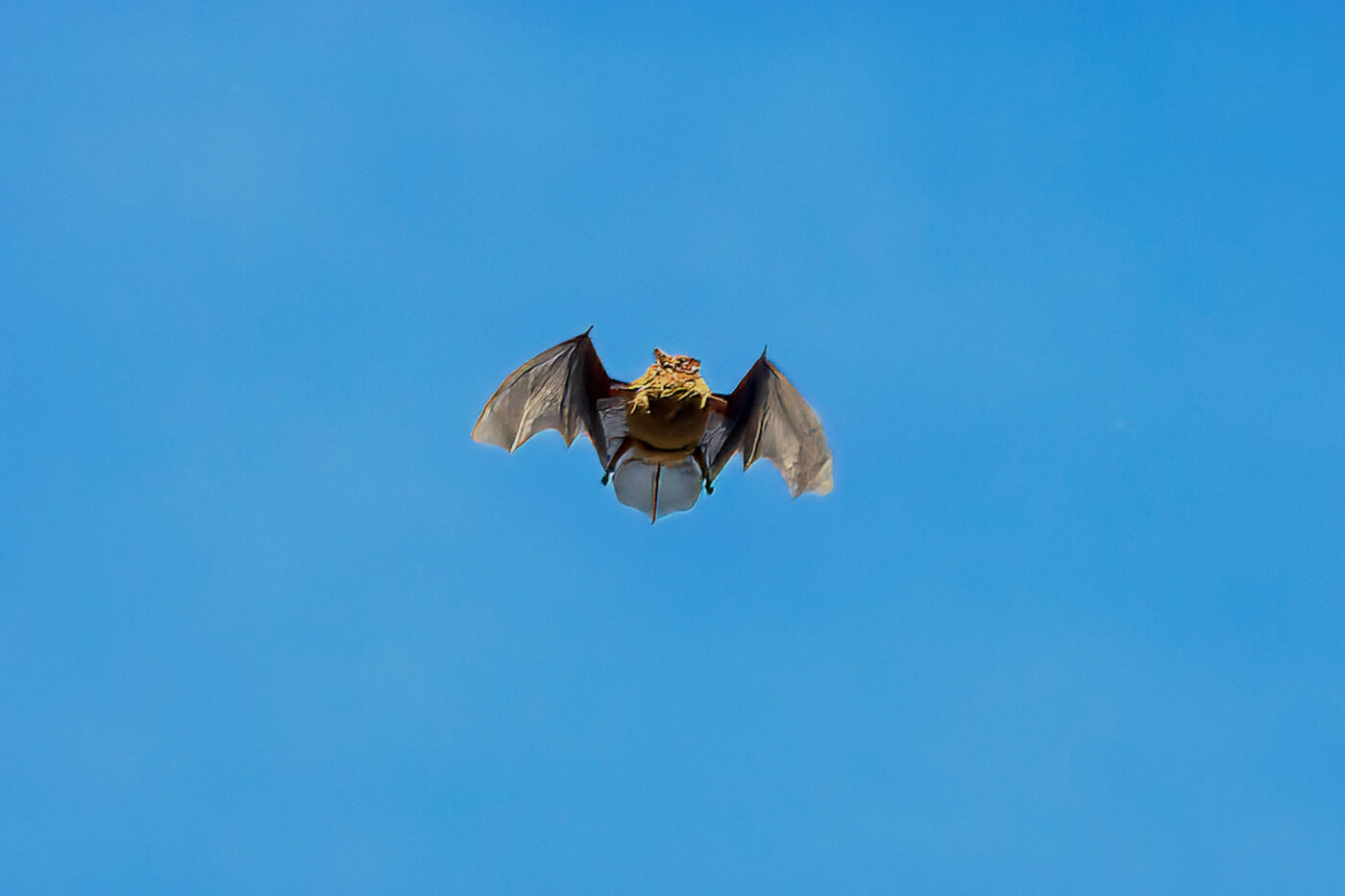 2025-09-19 - RE-Sidenzia auf'm BallKong