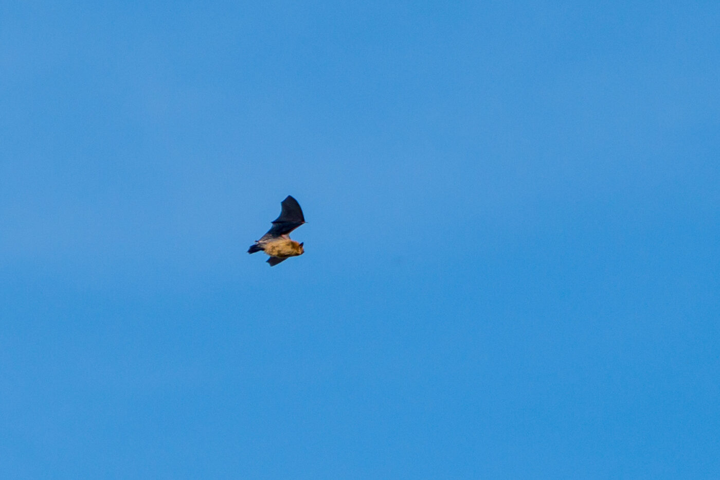 2025-09-19 - RE-Sidenzia auf'm BallKong