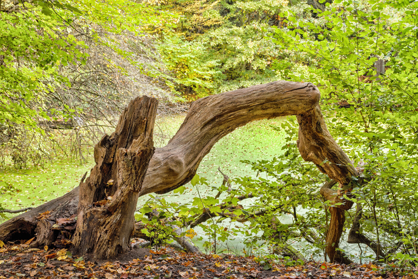 2025-10-19 - RUB - Botanischer Garten