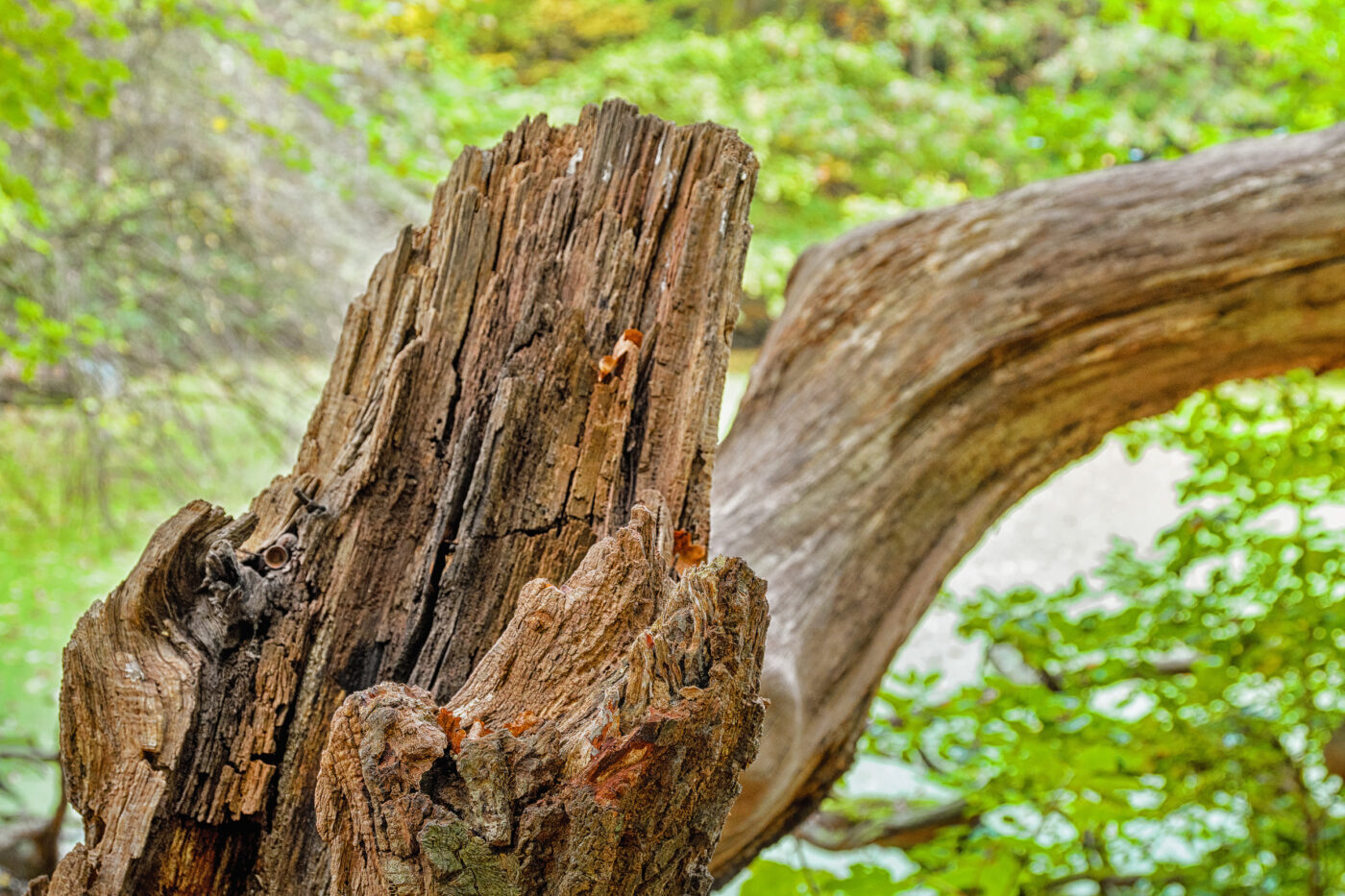 2025-10-19 - RUB - Botanischer Garten