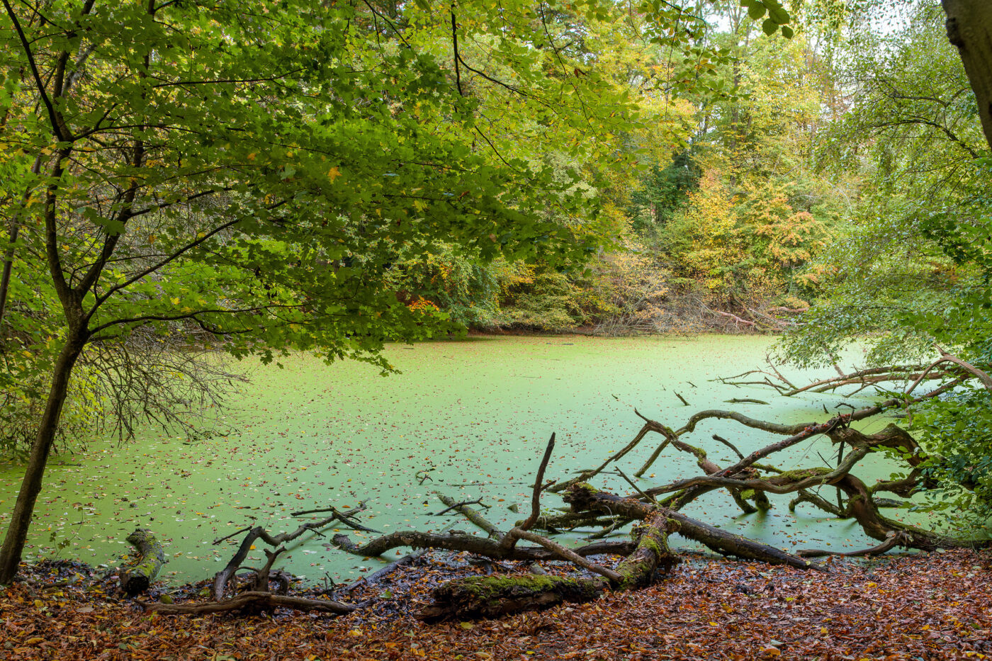 2025-10-19 - RUB - Botanischer Garten