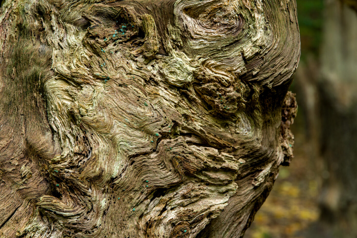 2025-10-19 - RUB - Botanischer Garten