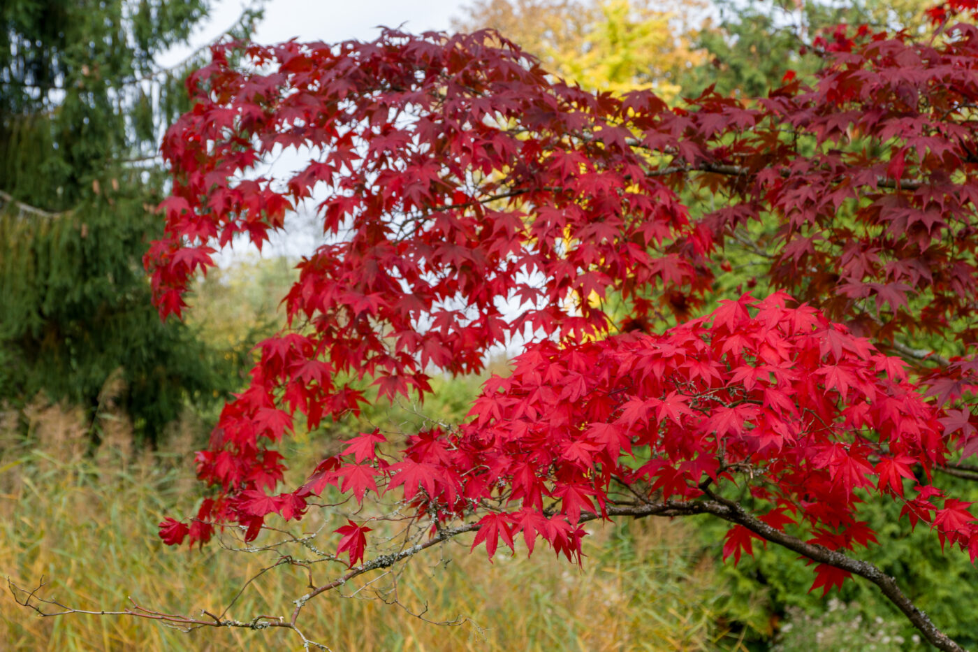 2025-10-19 - RUB - Botanischer Garten