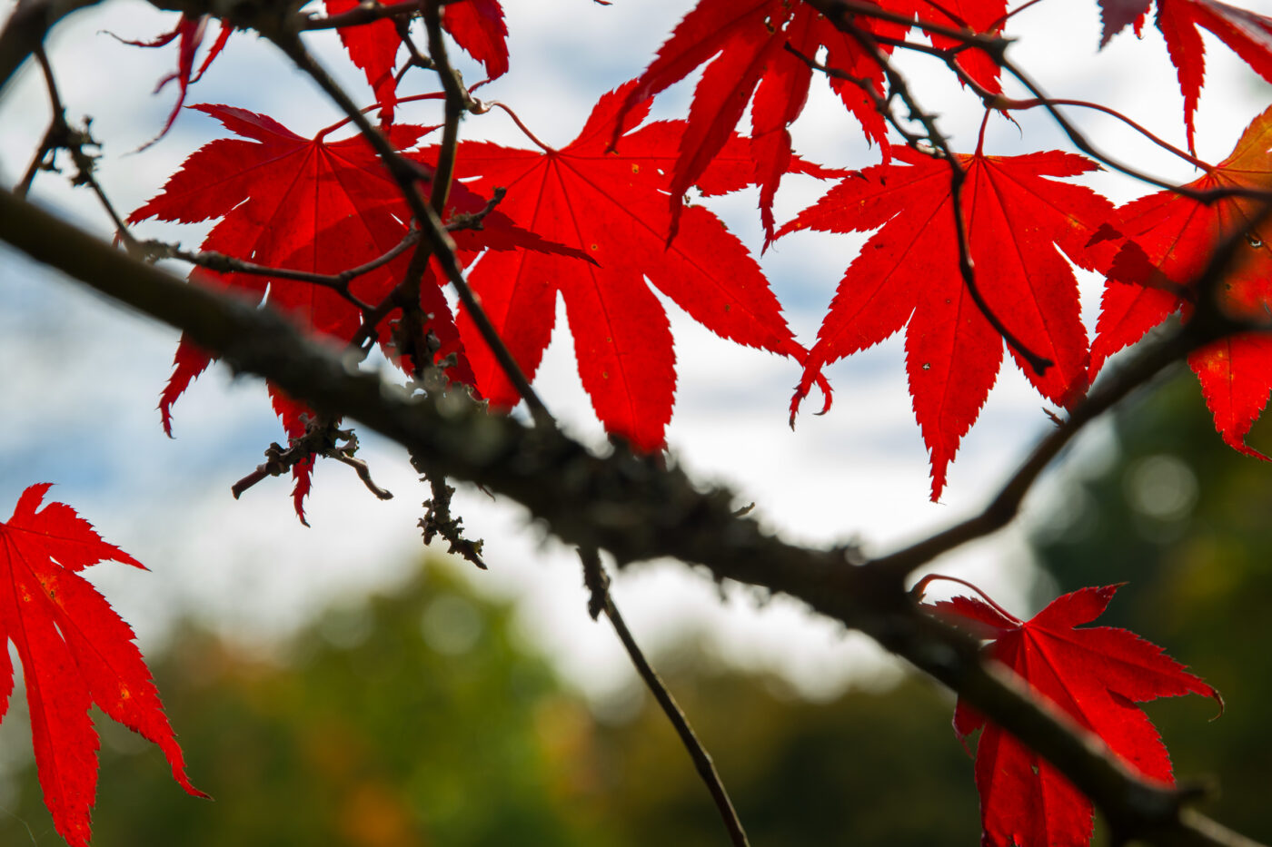 2025-10-19 - RUB - Botanischer Garten