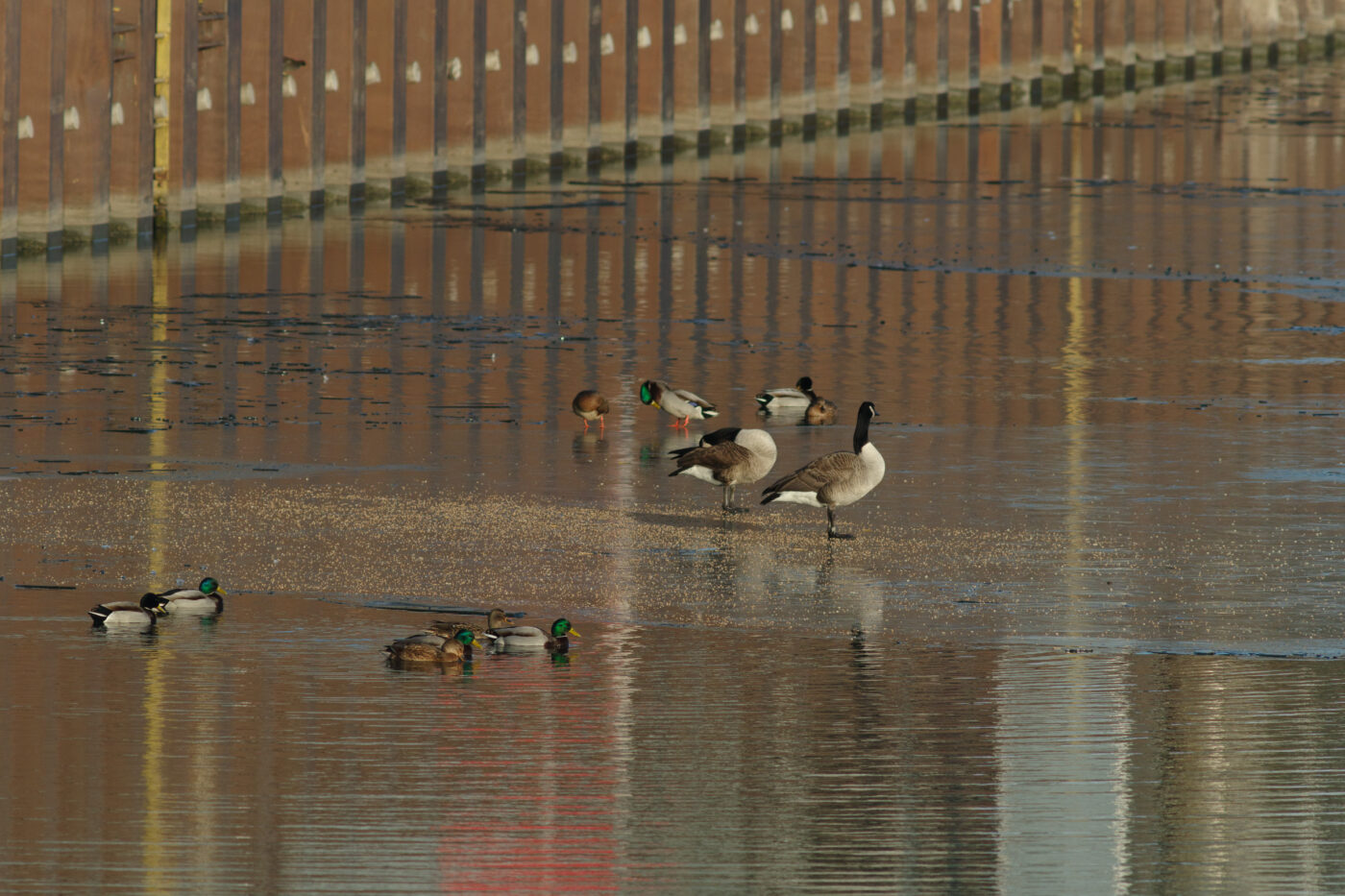 2026-01-11 - Rhein-Herne-Kanal - Kanalufer am Stadthafen