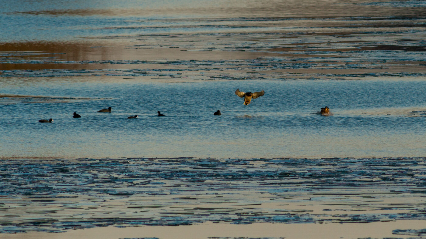 2026-01-11 - Rhein-Herne-Kanal - Kanalufer am Stadthafen