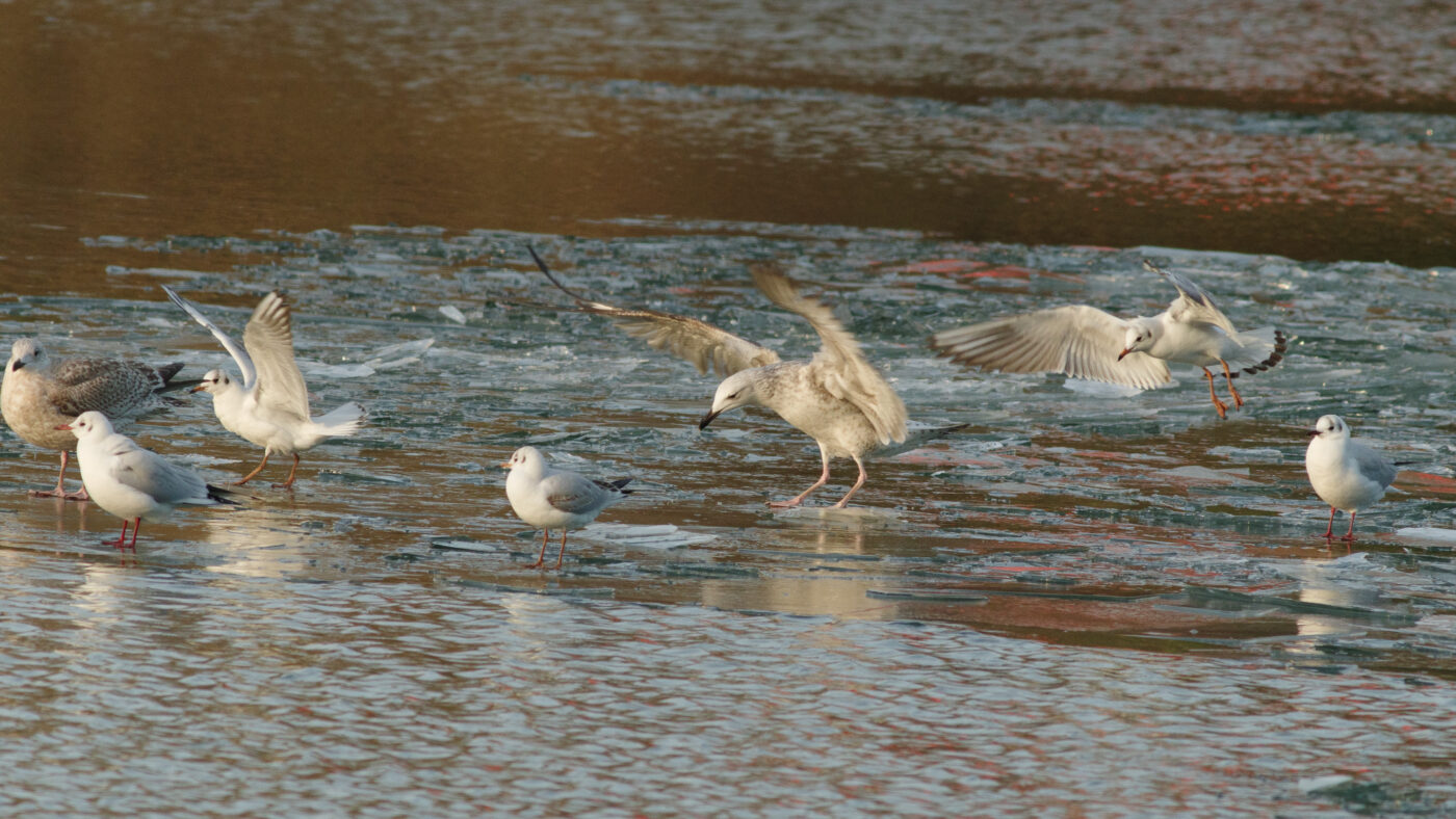 2026-01-11 - Rhein-Herne-Kanal - Kanalufer am Stadthafen