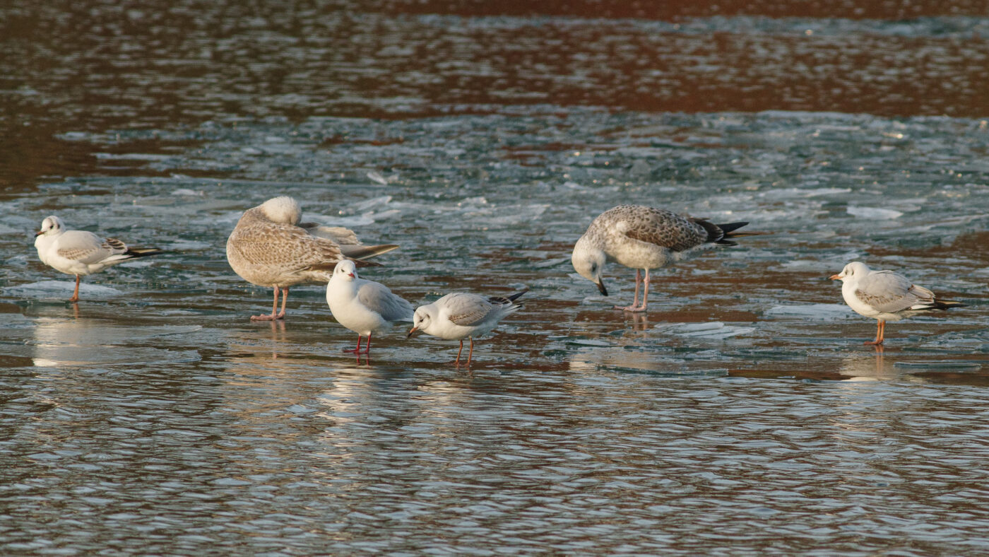 2026-01-11 - Rhein-Herne-Kanal - Kanalufer am Stadthafen