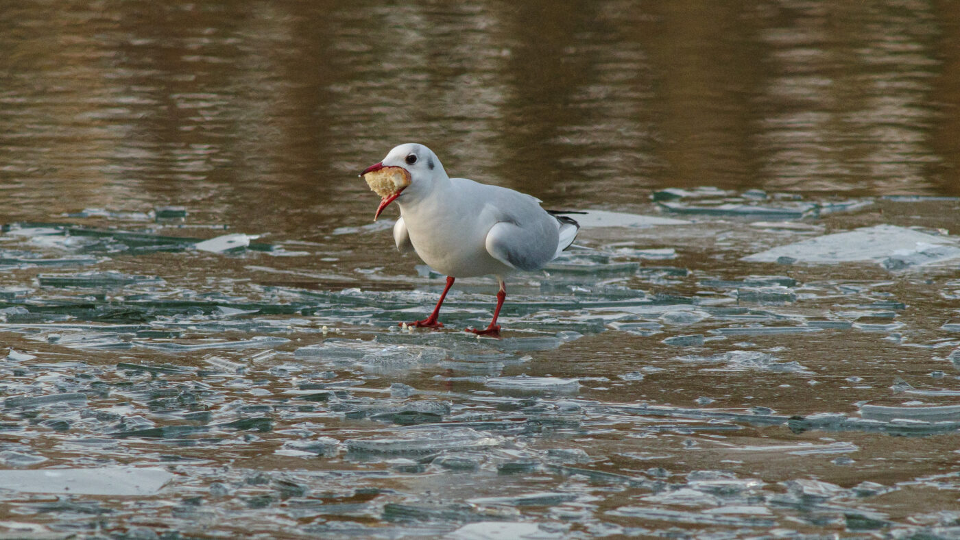 2026-01-11 - Rhein-Herne-Kanal - Kanalufer am Stadthafen