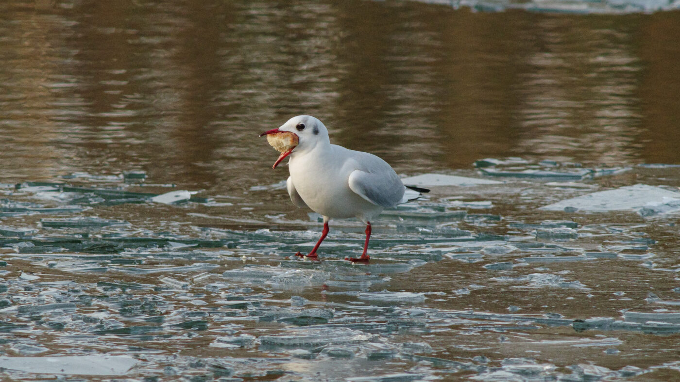 2026-01-11 - Rhein-Herne-Kanal - Kanalufer am Stadthafen