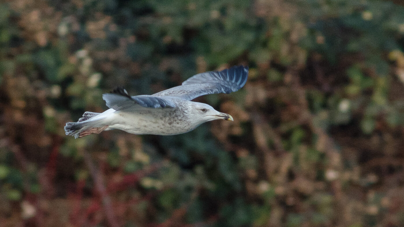 2026-01-11 - Rhein-Herne-Kanal - Kanalufer am Stadthafen