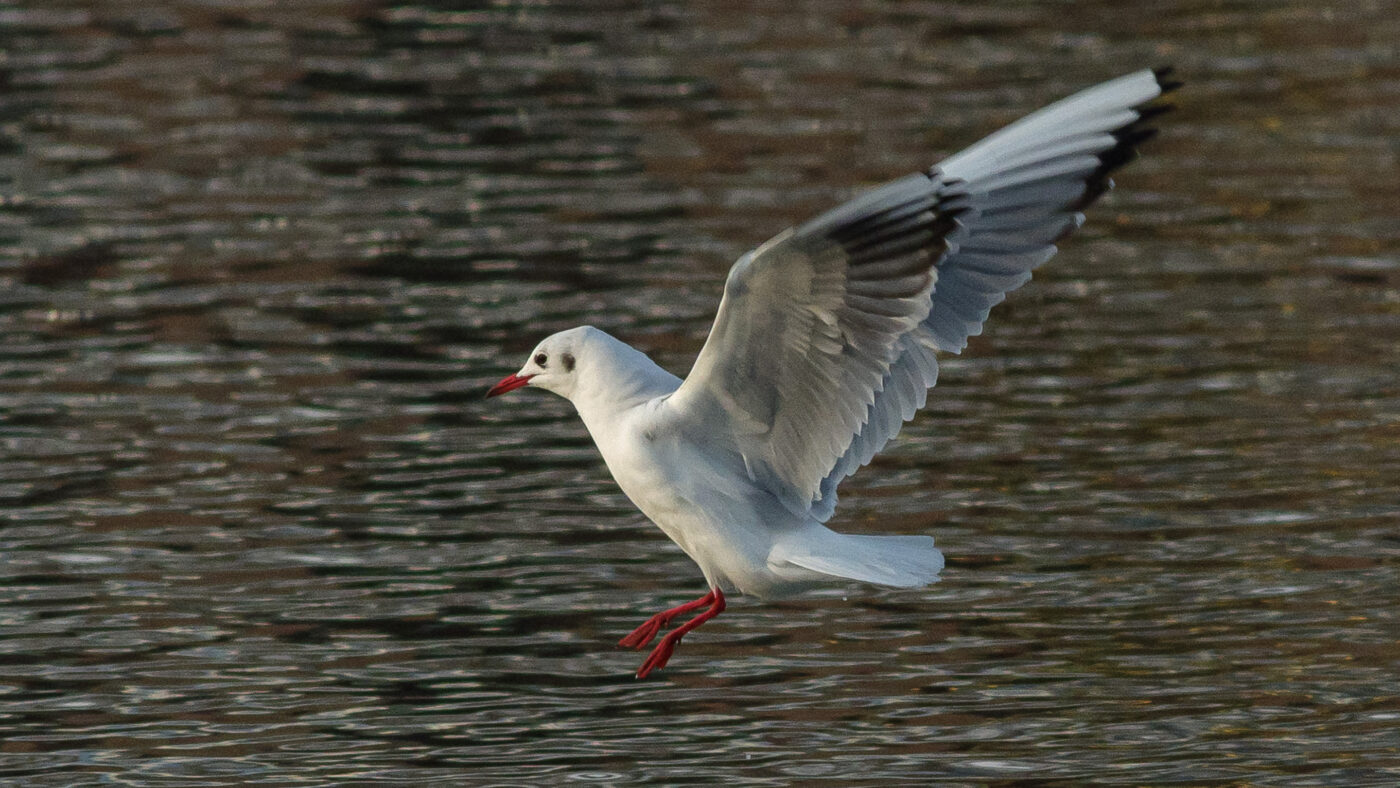 2026-01-11 - Rhein-Herne-Kanal - Kanalufer am Stadthafen