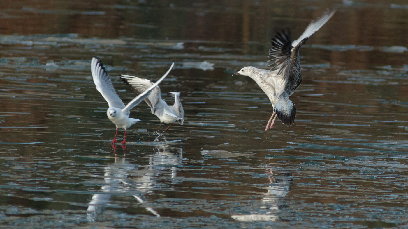 2026-01-11 - Rhein-Herne-Kanal - Kanalufer am Stadthafen