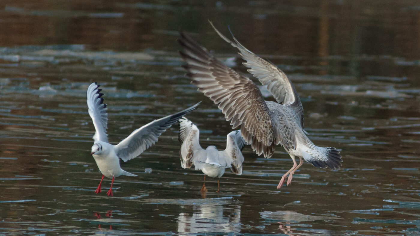 2026-01-11 - Rhein-Herne-Kanal - Kanalufer am Stadthafen