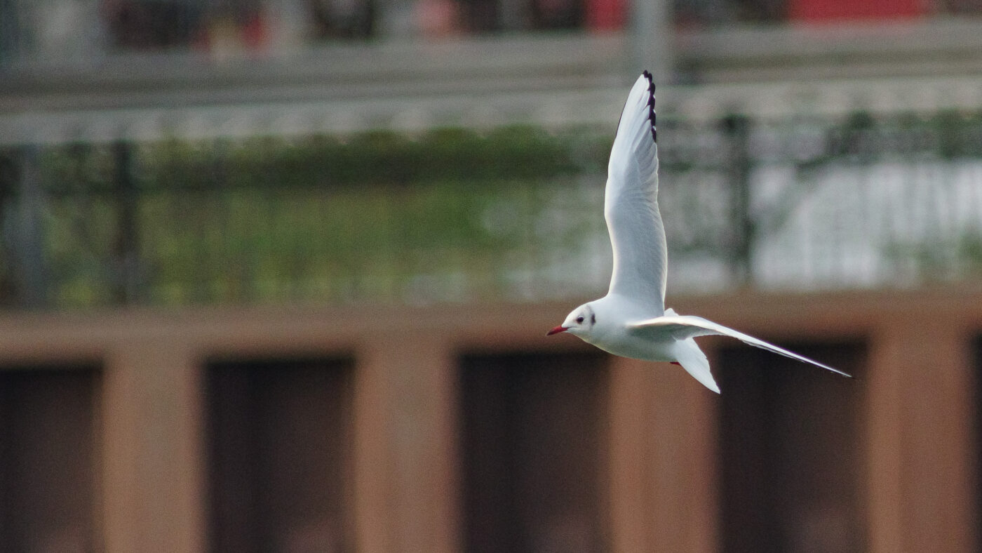 2026-01-11 - Rhein-Herne-Kanal - Kanalufer am Stadthafen