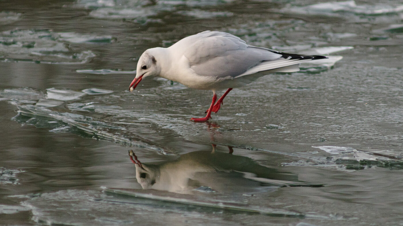 2026-01-11 - Rhein-Herne-Kanal - Kanalufer am Stadthafen
