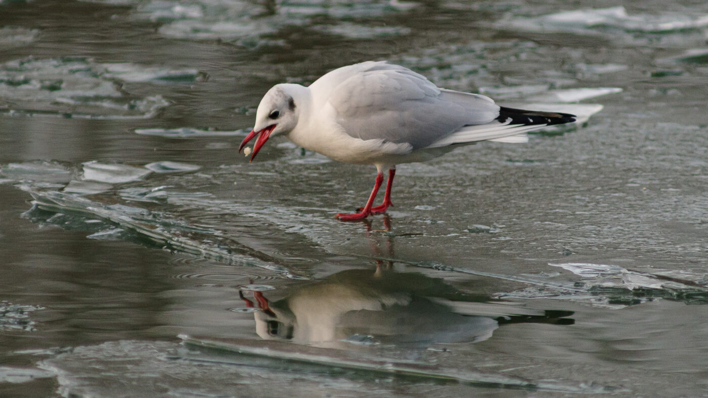 2026-01-11 - Rhein-Herne-Kanal - Kanalufer am Stadthafen