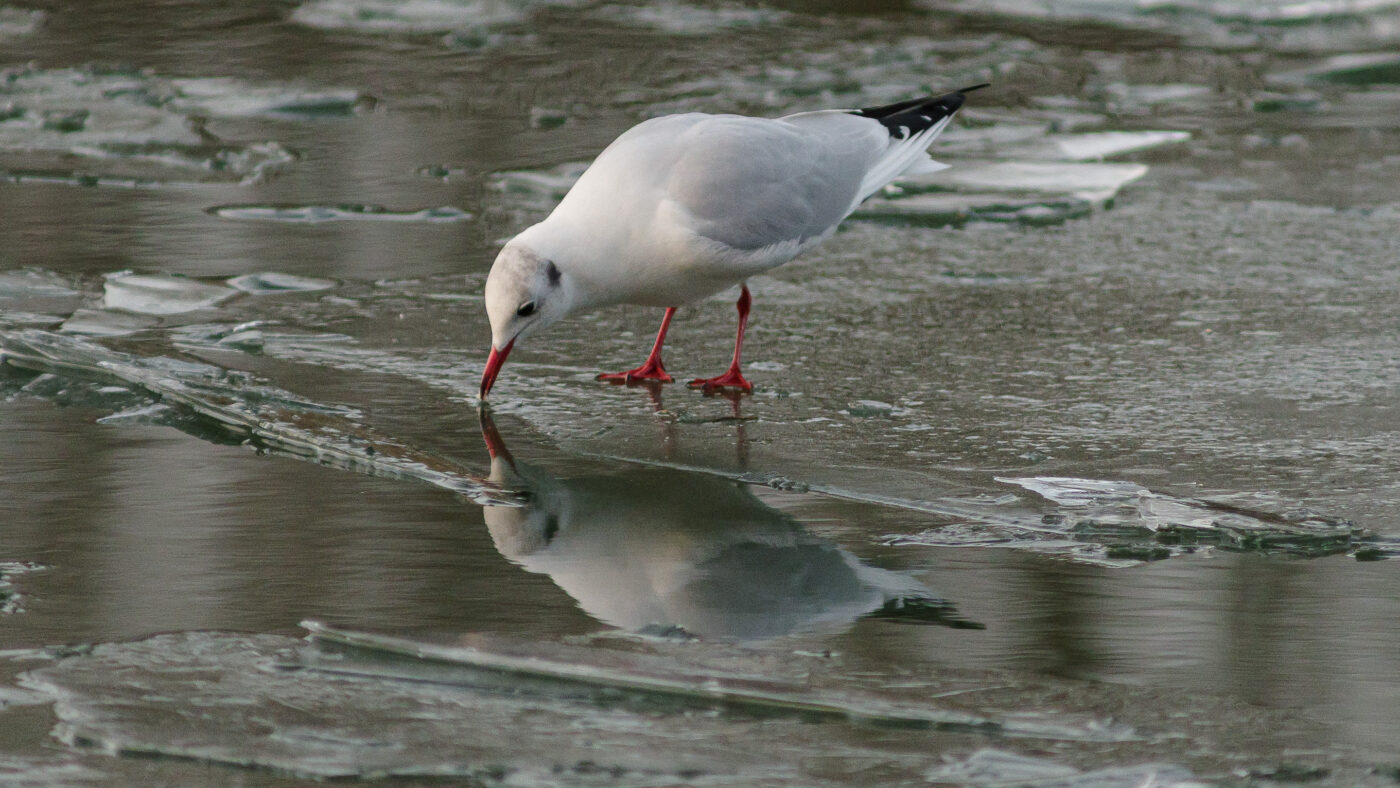 2026-01-11 - Rhein-Herne-Kanal - Kanalufer am Stadthafen