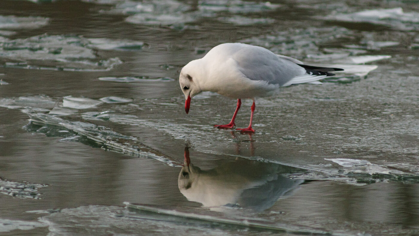 2026-01-11 - Rhein-Herne-Kanal - Kanalufer am Stadthafen